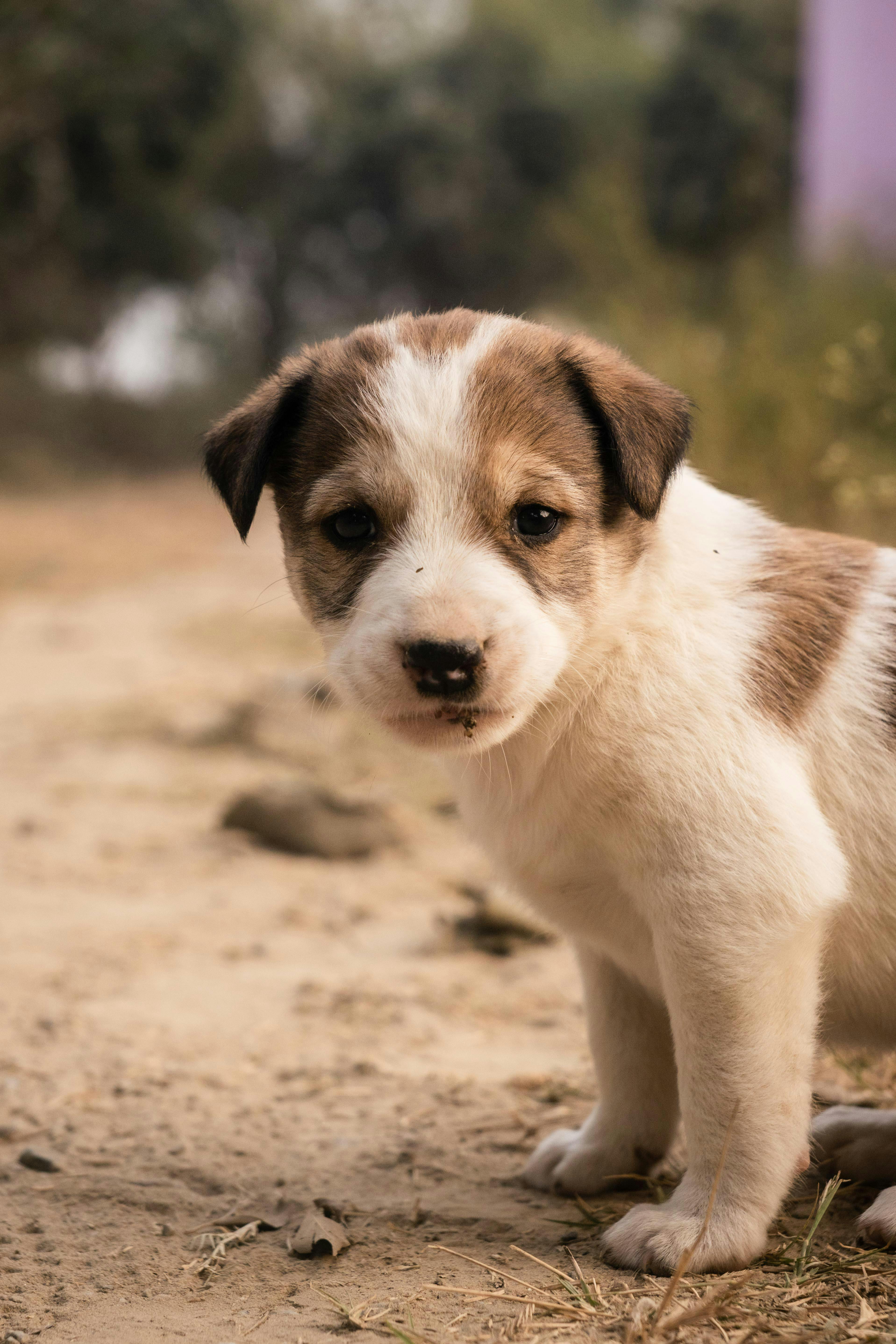 Puppy Basics: Everything You Need for a Happy, Healthy Start