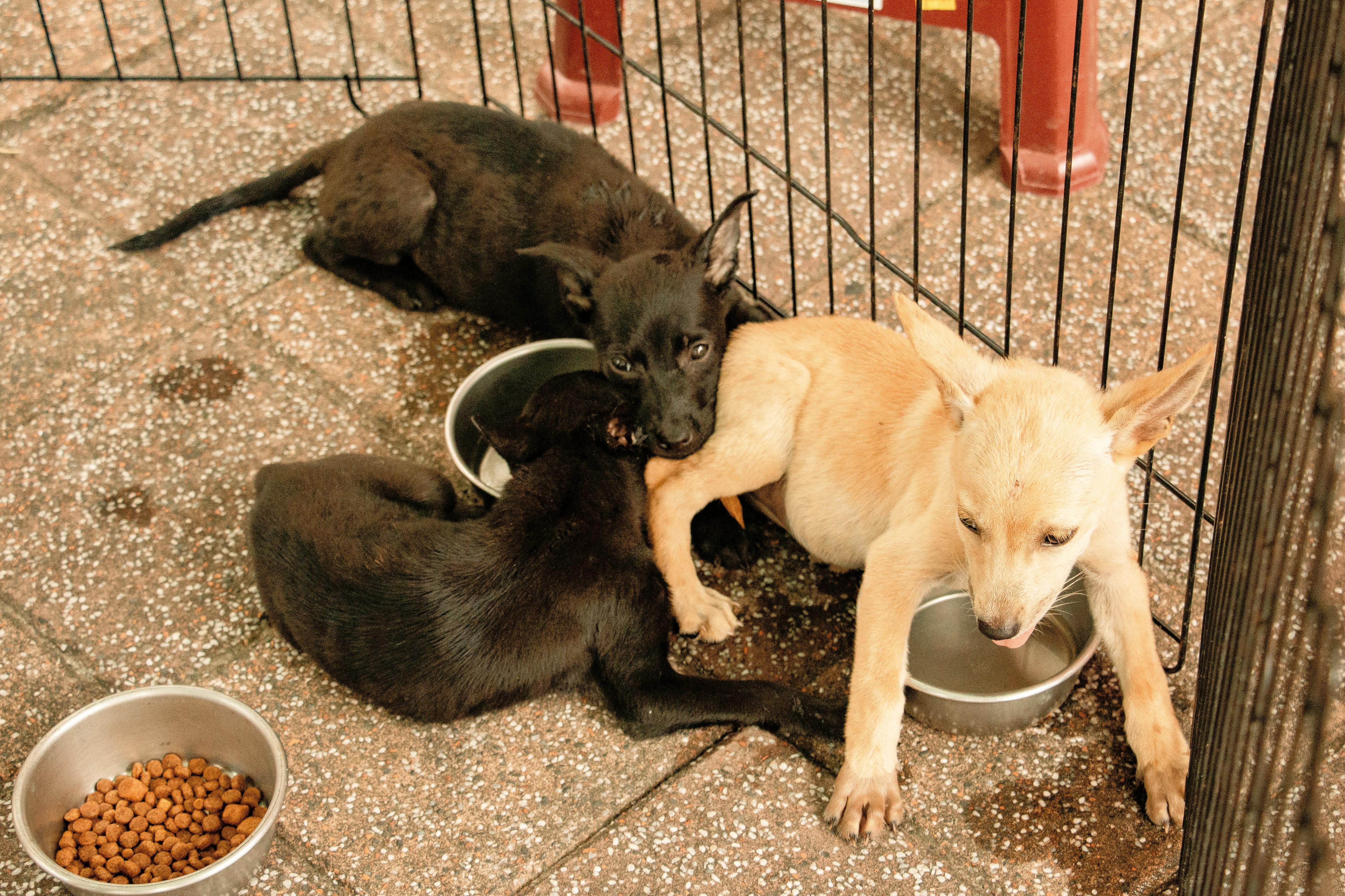 Puppy Nutrition & Diet: Building a Healthy Foundation From the Start